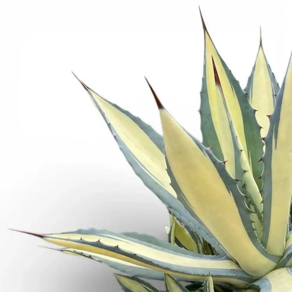 Agave americana 'Mediopicta Alba'